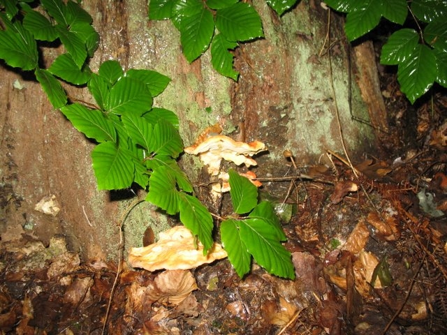 Polypore souffré